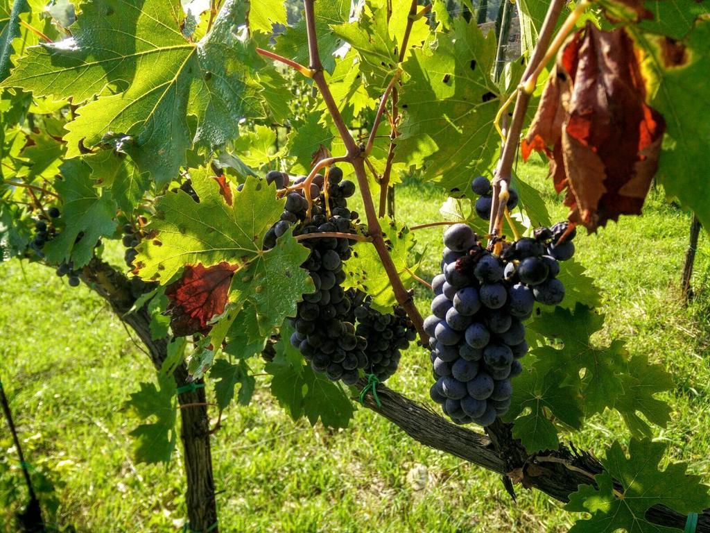 Podere Terreno Alla Via Della Volpaia Radda in Chianti Extérieur photo